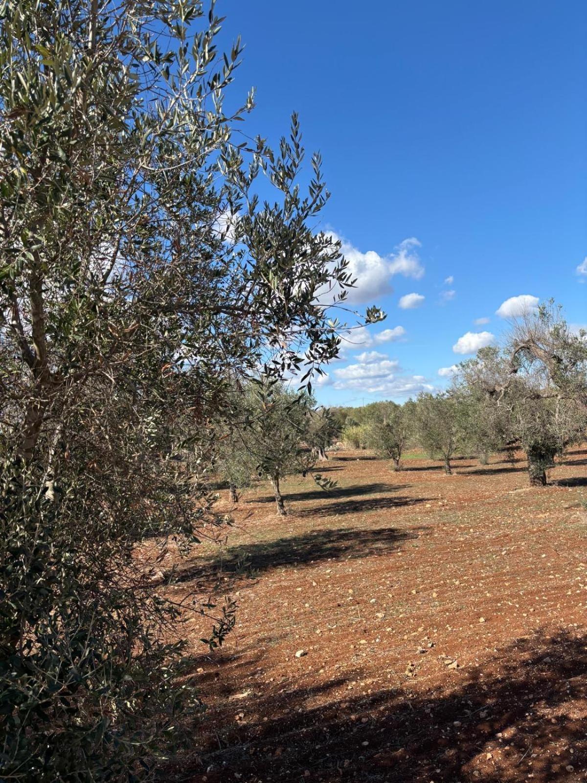 Trullo Gritti All'Antico Uliveto سان ميكيلي سالنتينو المظهر الخارجي الصورة