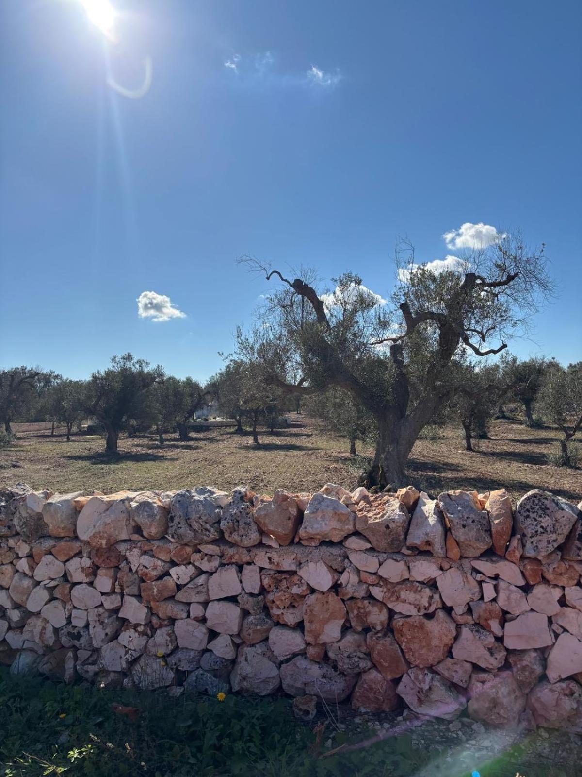 Trullo Gritti All'Antico Uliveto سان ميكيلي سالنتينو المظهر الخارجي الصورة